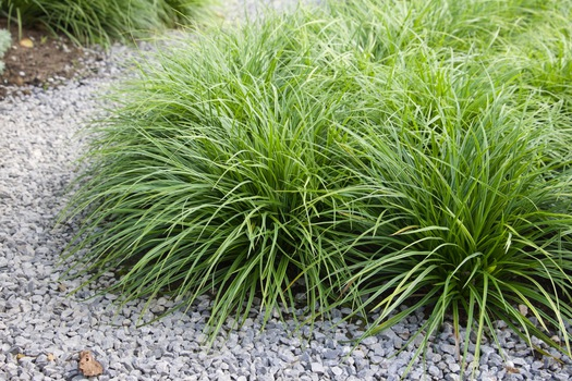 Ostrica ´Variegata´