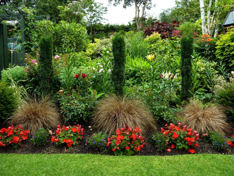 Ostrica ´Red Rooster´