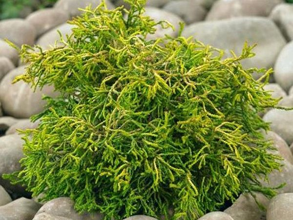 Cypruštek tupolistý ’Tsatsumi Gold’