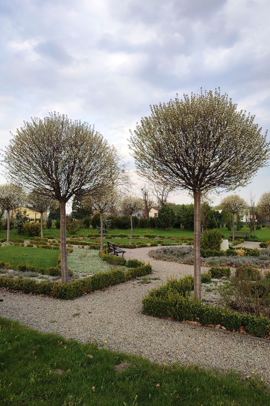 Čerešňa krovitá ´Umbraculifera´ na kmienku 120cm