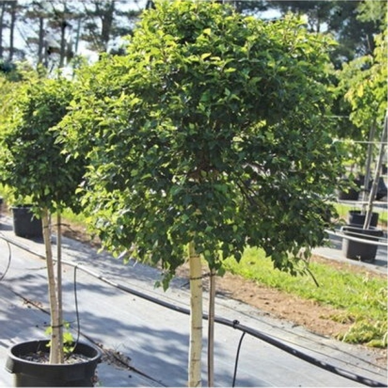 Breza previsnutá ´Magic Globe´ na kmienku