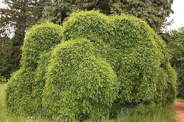 Sofora japonská ´Pendula´