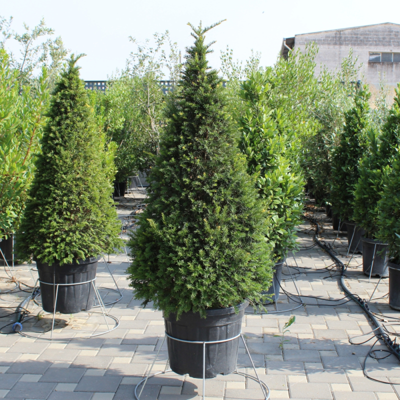 Tis obyčajný ´Cono´