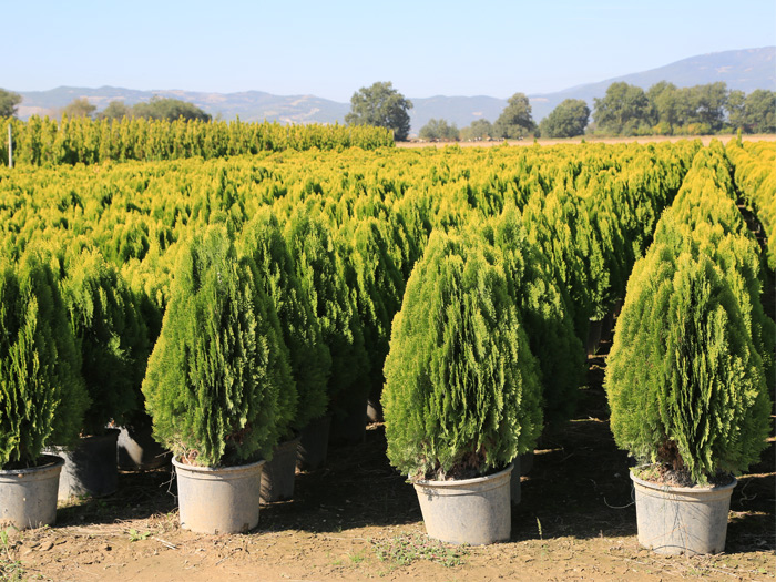 Tuja východná "Aurea Nana"