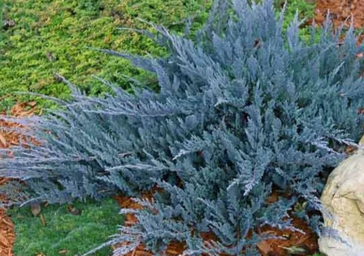 Borievka rozprestretá ´Blue Chip´