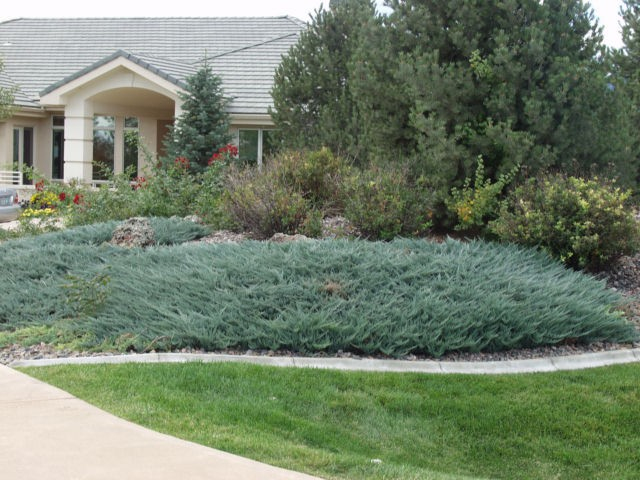 Borievka rozprestretá ´Blue Chip´