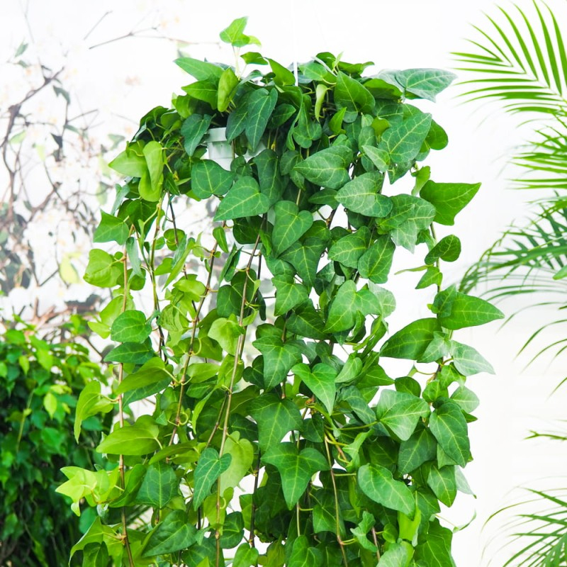 Brečtan popínavý ´Mein Hertz´