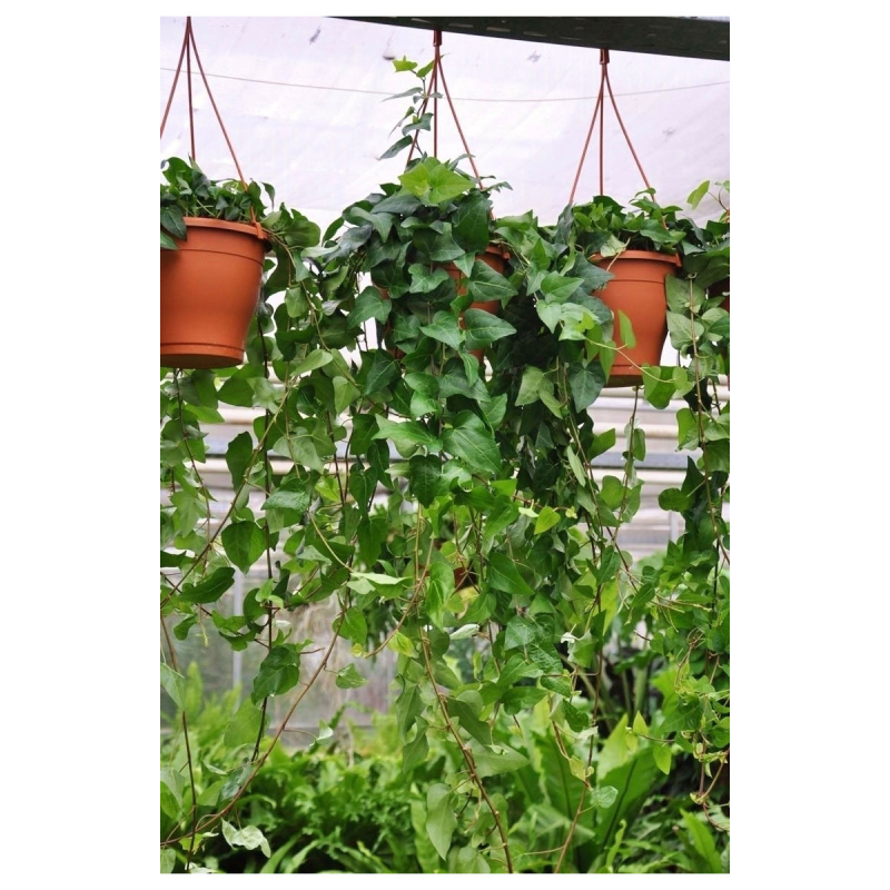 Brečtan popínavý ´Mein Hertz´