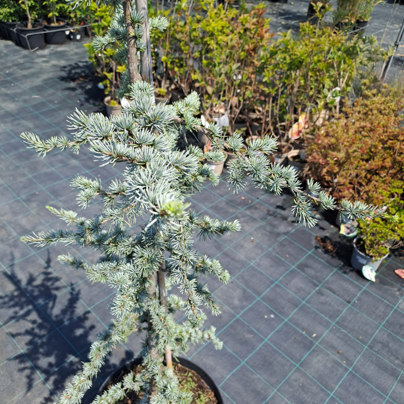 Céder libanonský ´Atlantica La Fontaine´