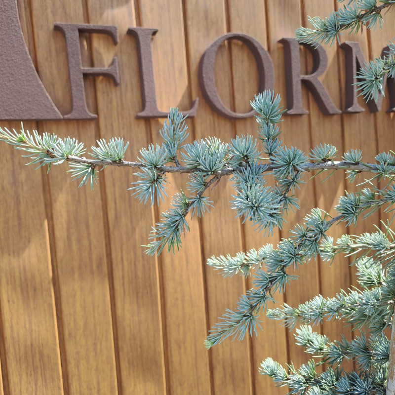 Céder libanonský ´Atlantica La Fontaine´