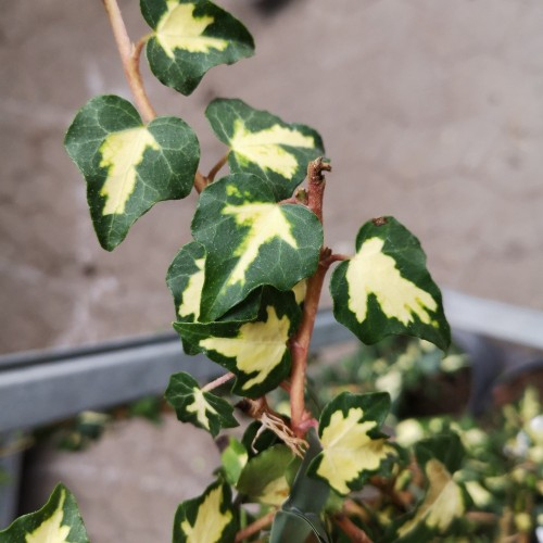 Brečtan popínavý ´Goldheart´