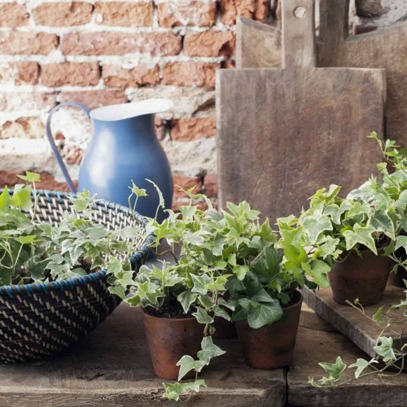 Brečtan popínavý ´White Ripple´