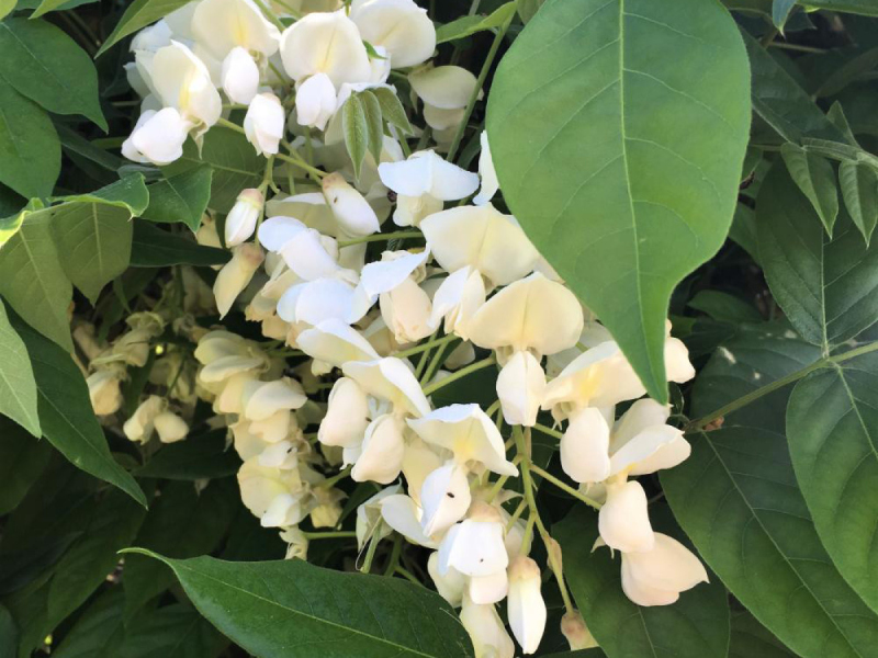 Vistéria vznešená ´White Silk´