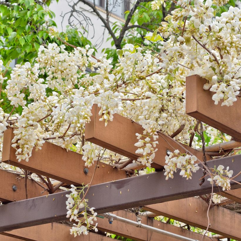 Vistéria vznešená ´White Silk´