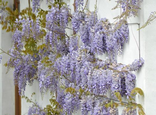 Vistéria čínska ´Caroline´