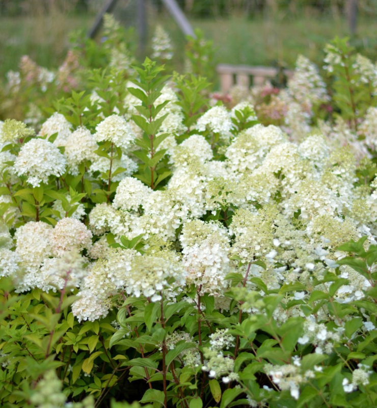 Hortenzia metlinatá ´Little Alf´