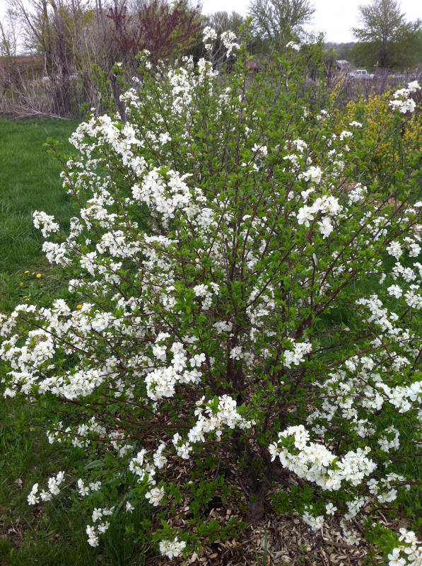 Višňa kríková ´Carmine Jewell´ 5l