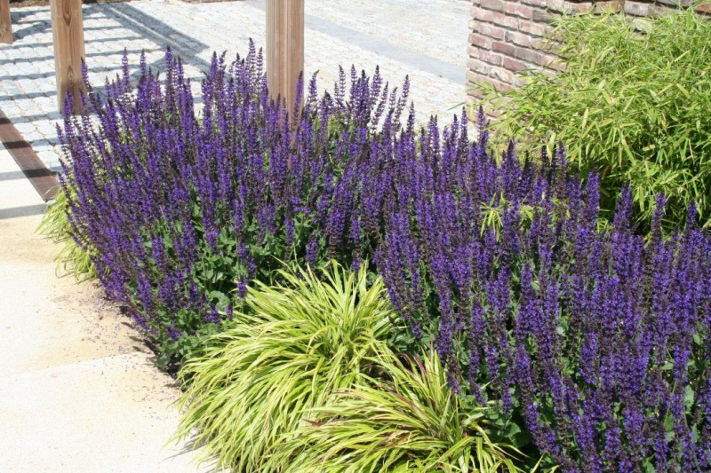 Šalvia hájna ´Mainacht´