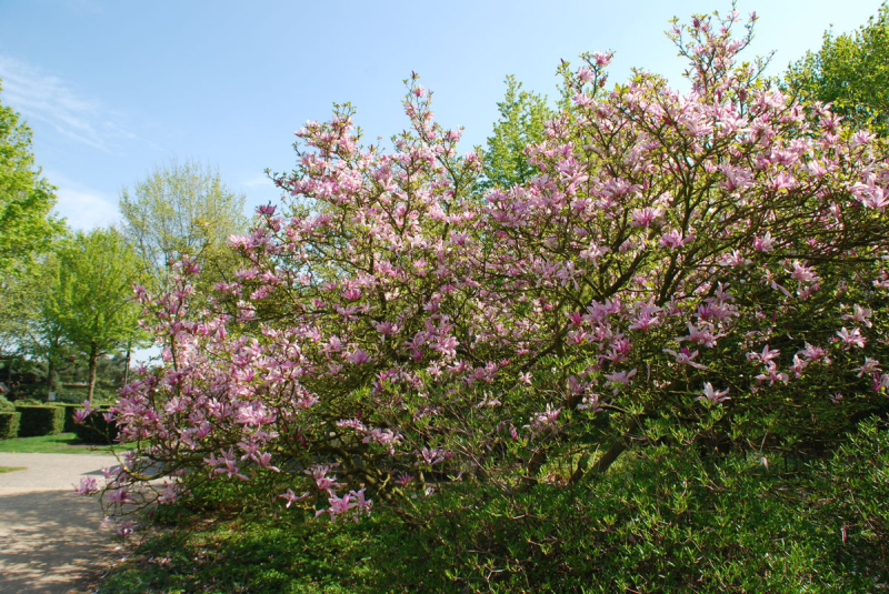 Magnólia ´Satisfaction´