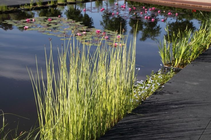 Škripinec jazerný ´Albescens´