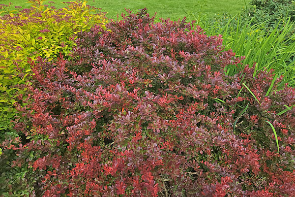 Dráč Thunbergov "Bagatelle"