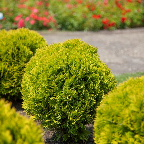 Tuja západná "Mirjam"