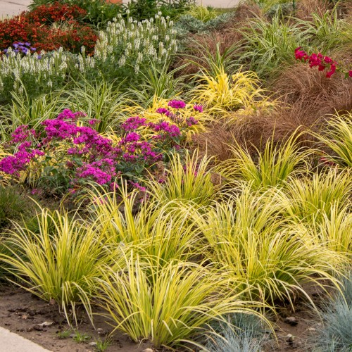 Puškvorec trávolistý ´Golden Delight´ 9x9