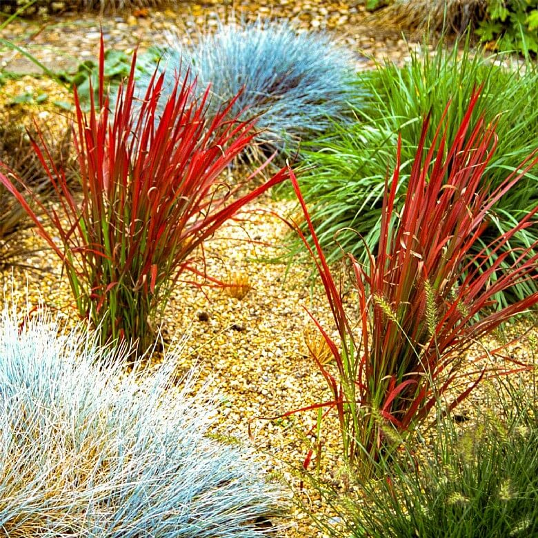 Imperáta cylindrická "Red Baron" 2l