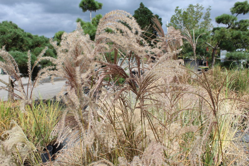 Ozdobnica čínska ´Graziella´