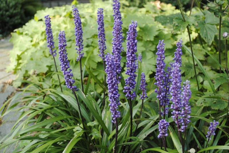 Liriopa modrincová ´Big Blue´