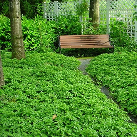 Pachysandra vrcholová