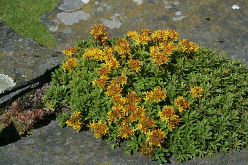 Rozchodník ’Weihenstephaner Gold’