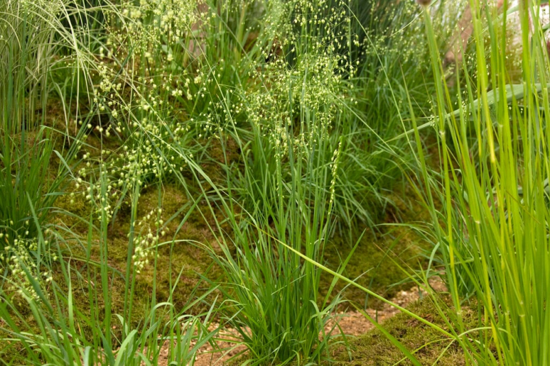 Kraslica prostredná 9x9