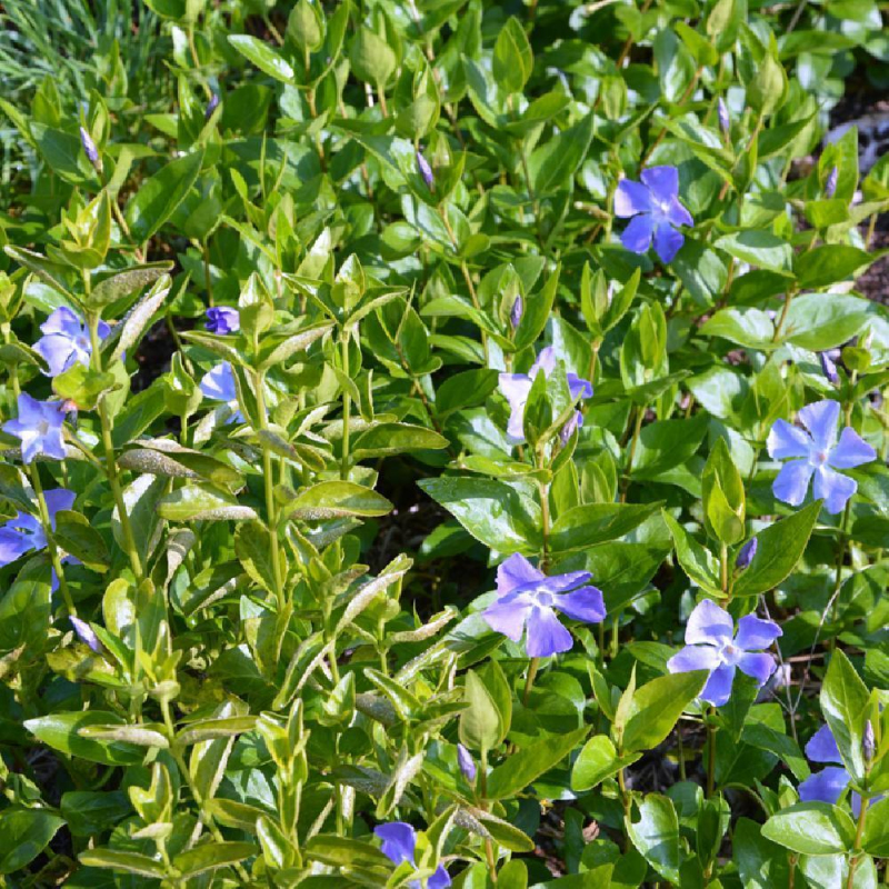 Zimozeleň menšia ´La Grave´