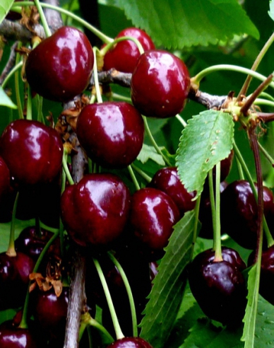 Čerešňa ´Burlat´ skorá, podp. Gisela5, voľnok.