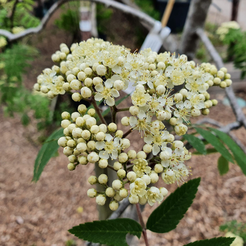 Jarabina ´Biela´ Stromčeková, voľnok