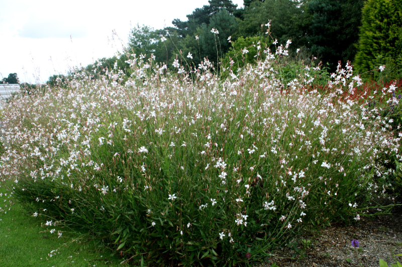 Gaura ʹWhirling Butterfliesʹ