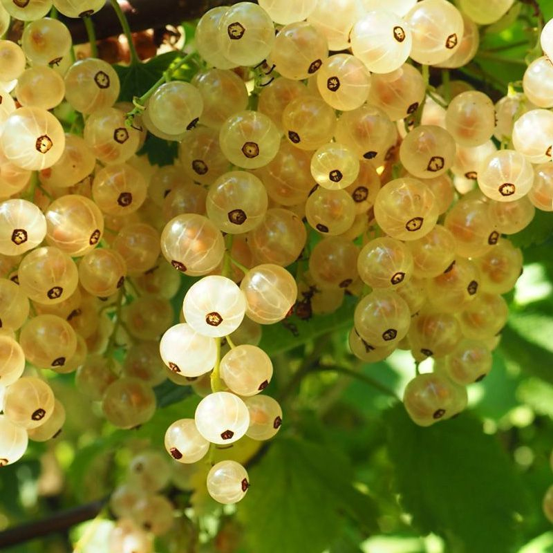 Ríbezľa biela ´Biely Versaillský´, Stromčeková,  voľnok