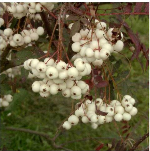 Jarabina ´Biela´ Stromčeková, voľnok