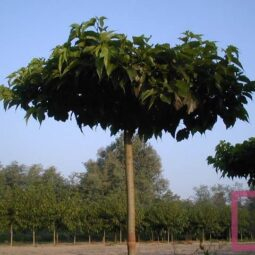 Moruša platanolistá ’Fruitless’