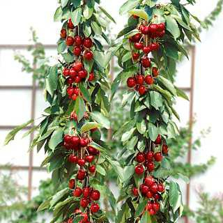 Čerešňa stĺpová ´Sylvia´, podp. Colt, voľnok.