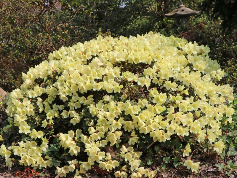 Rododendrón ´Wren´