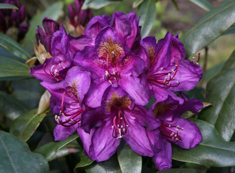 Rododendrón ´Marcel Menard´