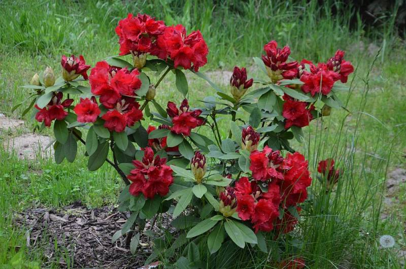 Rododendrón "Red Jack"