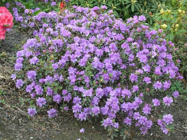 Rododendrón ´Ramapo´