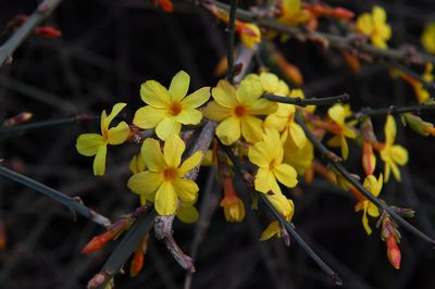 Jazmín ´Argenteomarginatum´