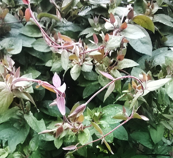 Zemolez japonský "Purpurea"