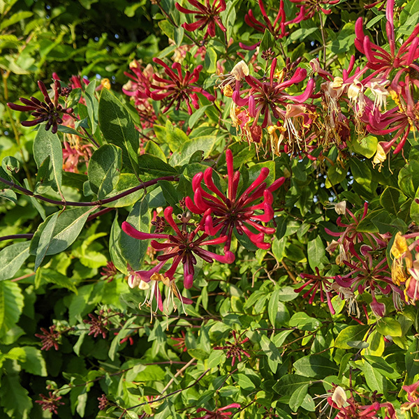 Zemolez ovíjavý ´Serotina´