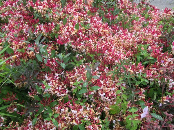 Zemolez ovíjavý ´Serotina´