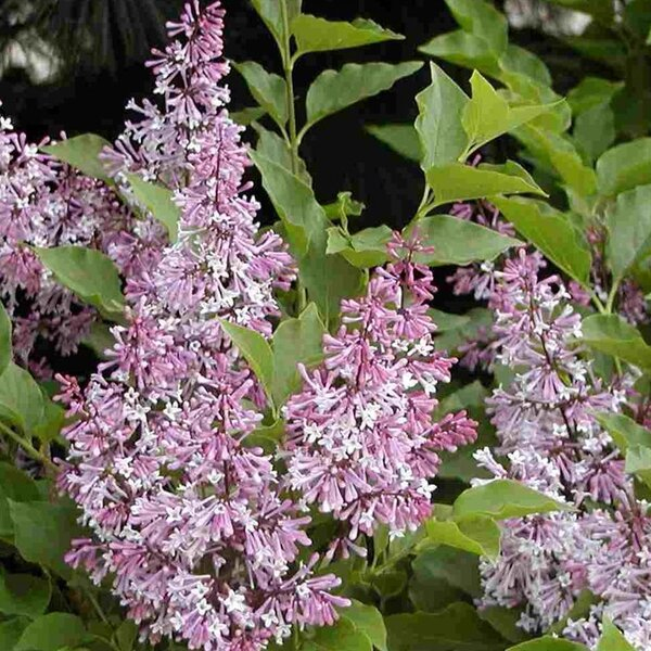 Orgován zamatový ´Miss Kim´